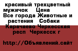 красивый трехцветный мужичок  › Цена ­ 10 000 - Все города Животные и растения » Собаки   . Карачаево-Черкесская респ.,Черкесск г.